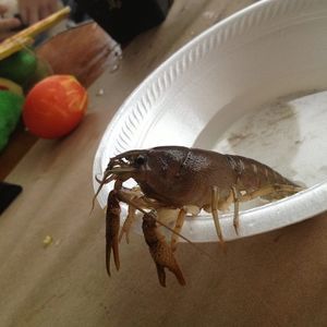 Meet your Posher, Lucy